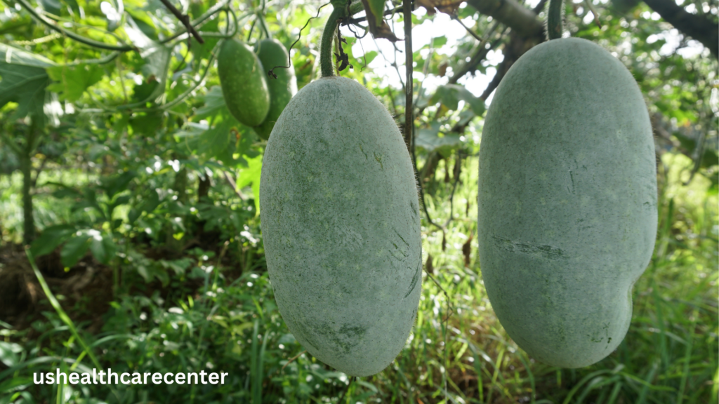 Benefits of Ash Gourd